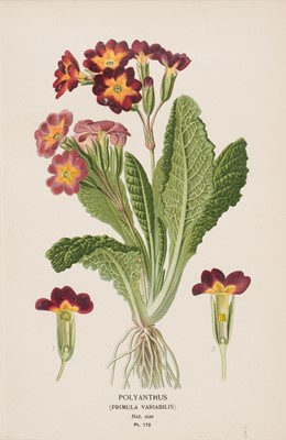 Lot 199 - Pratt (Anne & Edward Step). A collection of 110 botanical lithographs, late 19th century