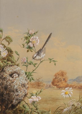 Lot 167 - Bright (Harry, 1846-1895). Long Tailed Tit Feeding Young, watercolour