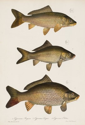 Lot 69 - Bonaparte (Charles Lucien). Iconografia della Fauna Italica. Tomo III, 1832-41