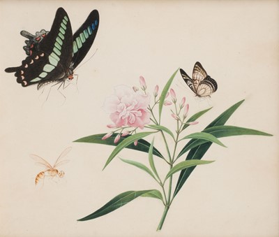 Lot 168 - Chinese School. Bluebottle Butterfly, watercolour and gouache, circa 1850
