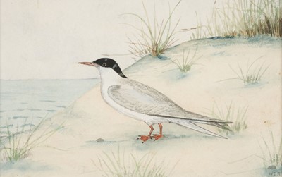 Lot 166 - British School. Common Tern, and 16 other works
