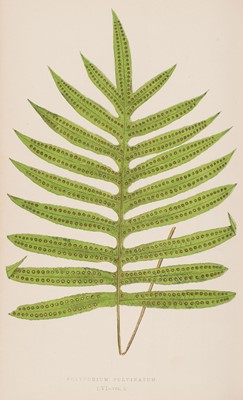 Lot 86 - Sowerby (John E., illustrator). Charles Johnson, The Ferns of Great Britain, 1855