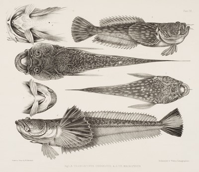 Lot 69 - Richardson (John). The Zoology of the Voyage of H. M. S. Erebus & Terror, Fishes, 1844-48