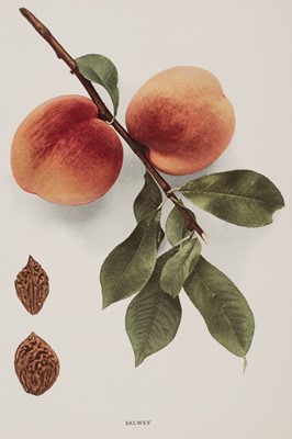 Lot 176 - Fruit. A Collection of approximately 120 prints, late 19th & early 20th century