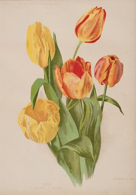 Lot 160 - Botany. A collection of approximately 160 prints, late 19th and early 20th century