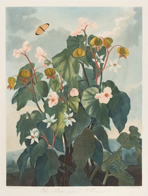 Lot 211 - Thornton (Dr Robert, publisher). Caldwell (James), The Oblique-Leaved Begonia, 1800