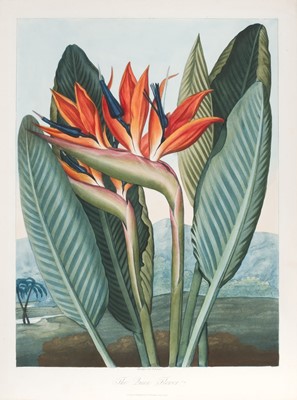 Lot 216 - Thornton (Robert John, 1768-1837). The Queen Flower, published by Dr. Thornton, 1812
