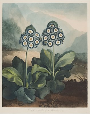 Lot 213 - Thornton (Robert John, 1768-1837). A Group of Auriculas, 1807