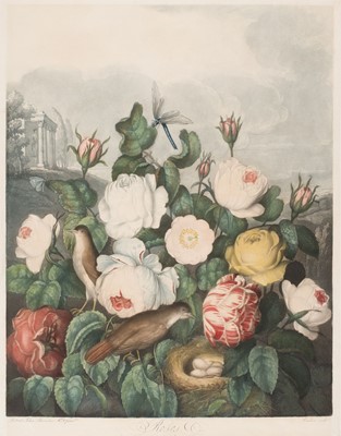 Lot 215 - Thornton (Robert John, 1768-1837). Roses, published in 1805.