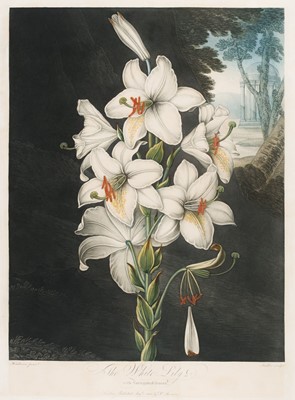 Lot 212 - Thornton (Dr. Robert). The White Lily, August 1st 1800