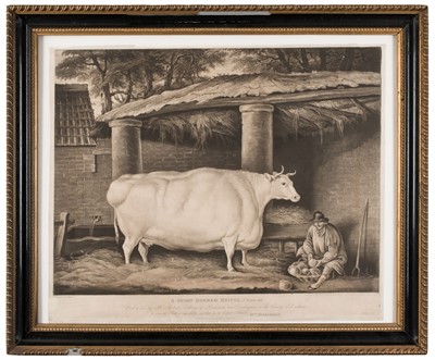 Lot 223 - Ward (William). A Short Horned Heifer, 7 years old..., 1811