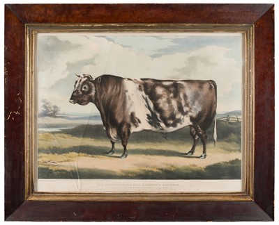 Lot 169 - Davis (W.H.). The Short Horned Bull Roderick Random..., circa 1840