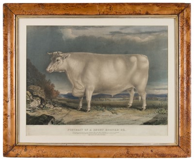 Lot 177 - Giles (John West). Portrait of a Short Horned Ox, circa 1840