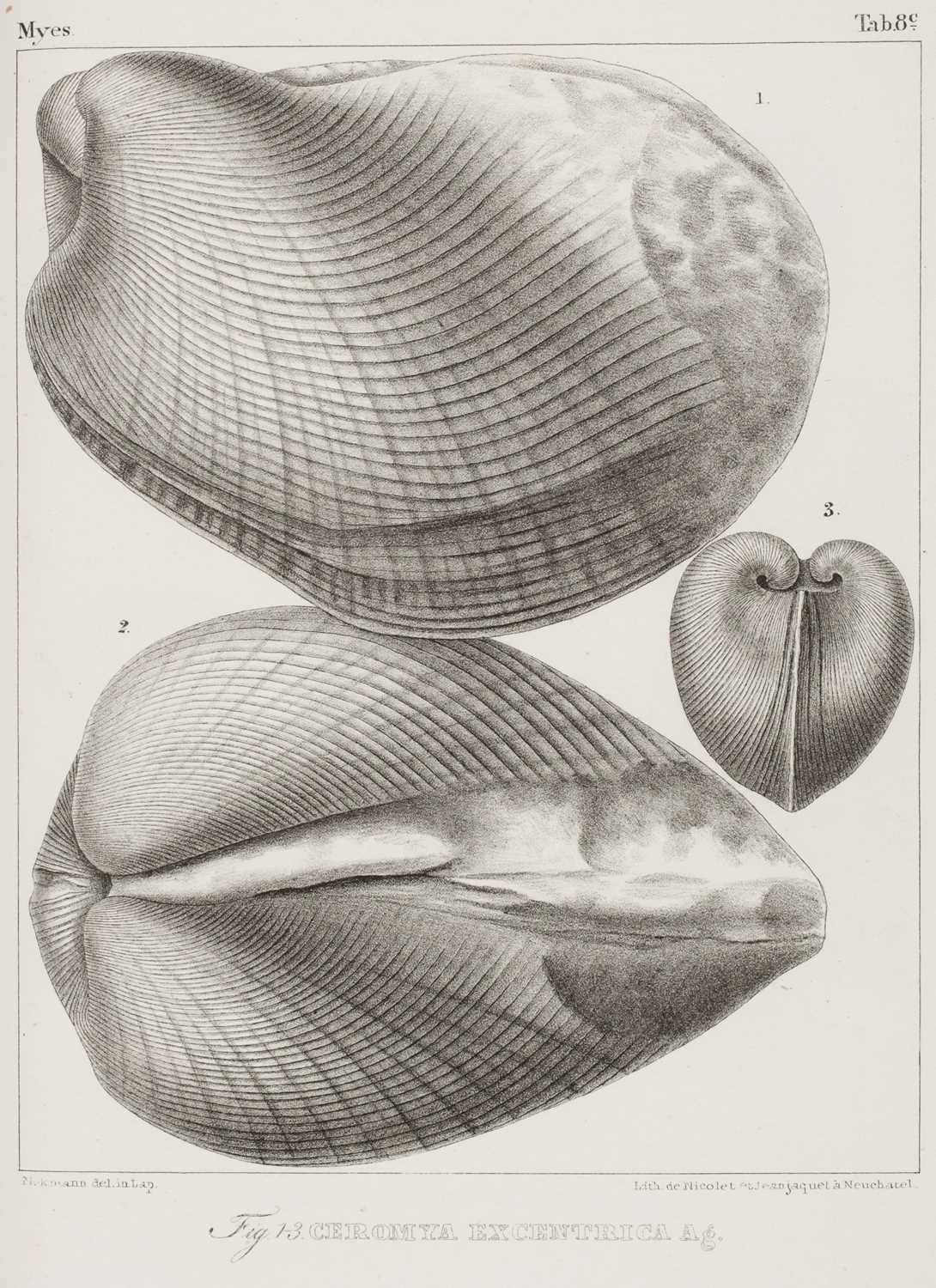 Lot 39 - Agassiz (Louis). Etudes Critiques sur les Mollusques Fossiles... des Myes 1842-45