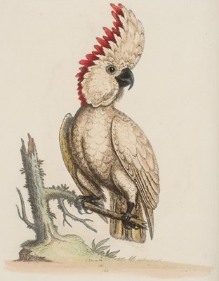 Lot 50 - Edwards (George). A Natural History of Uncommon Birds..., volumes 3 & 4 (only) 1750-51