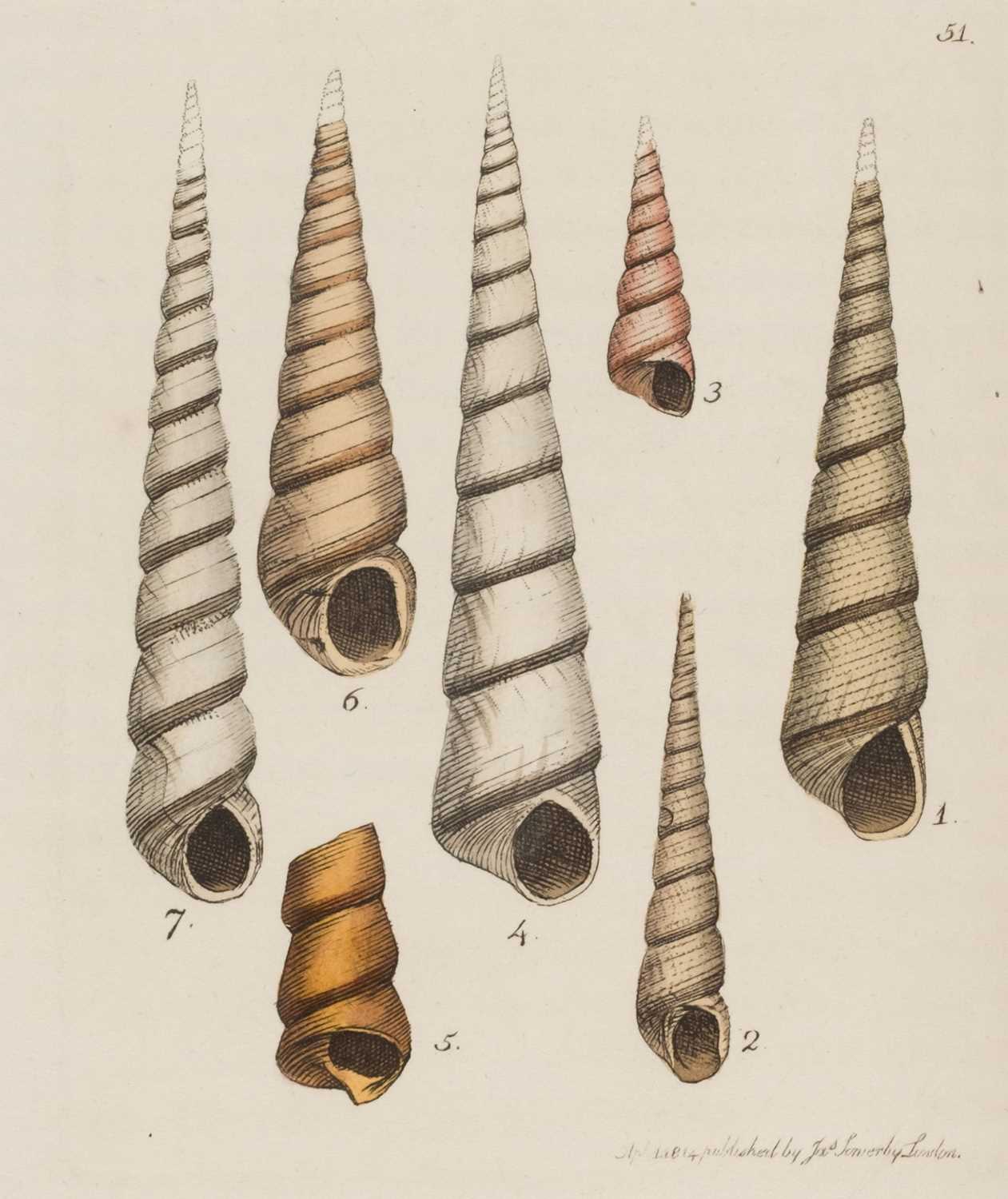 Lot 74 - Sowerby (James). The Mineral Conchology of Great Britain, 6 volumes, 1812-29