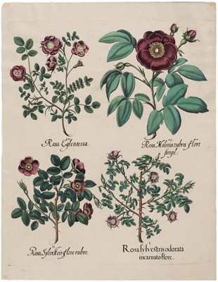 Lot 243 - Besler (Basilius). Rosa Sylvestris odorata incarnato flore, [1613 - 1713]