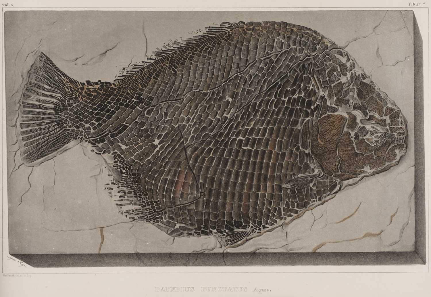 Lot 40 - Agassiz (Louis). Recherches sur les Poissons Fossiles, 1833-43