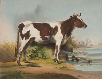 Lot 164 - Cattle. Untitled portrait of a heifer, circa 1870