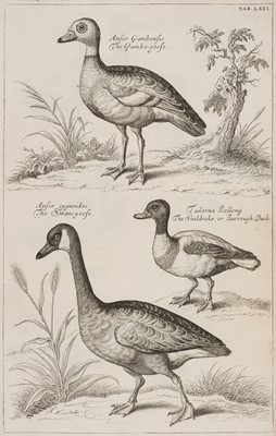 Lot 79 - Willoughby (Francis). Ornithologiae libri tres: in quibus aves omnes hactenus ..., 1676