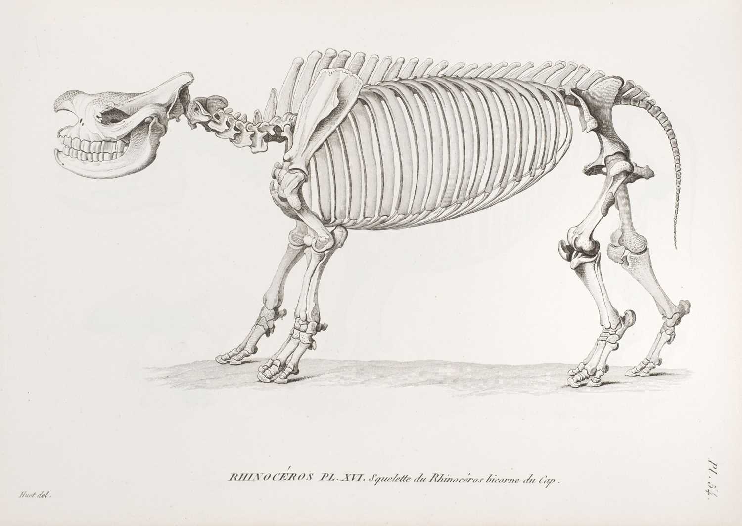 Lot 46 - Cuvier (Georges). Recherches sur les Ossemens Fossiles, 4th edition, 1834-36