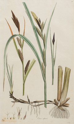Lot 281 - Natural History. Engravings from Flora Londinensis by William Curtis, circa 1777
