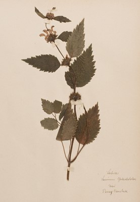 Lot 226 - Herbarium. A French album of dried botanical specimens, circa 1890-1910