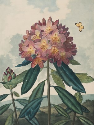 Lot 310 - Thornton (Robert John, 1768-1837). The Pontic Rhododendron, published in 1802.