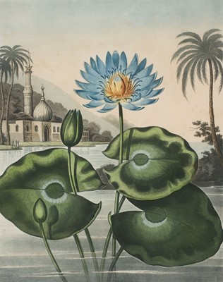 Lot 308 - Thornton (Robert John, 1768-1837). The Blue Egyptian Water-Lily, 1804