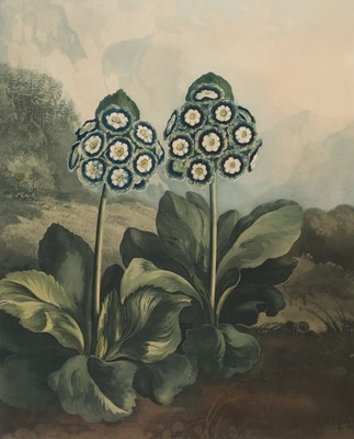 Lot 306 - Thornton (Robert John, 1768-1837). A Group of Auriculas, May 1st 1807