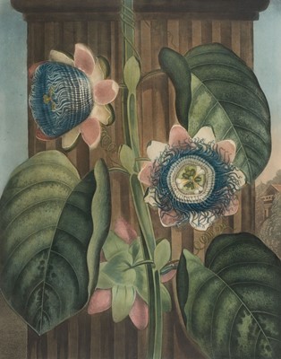 Lot 311 - Thornton (Robert John, 1768-1837). The Quadrangular Passion Flower, June 1st 1802