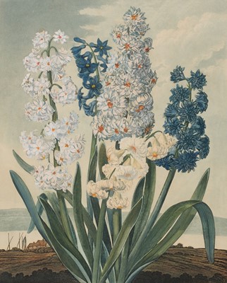 Lot 307 - Thornton (Robert John, 1768-1837). Hyacinths, June 1st 1801 [but 1810 impression]