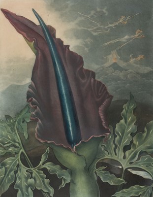 Lot 309 - Thornton (Robert John, 1768-1837). The Dragon Arum, December 1st 1801