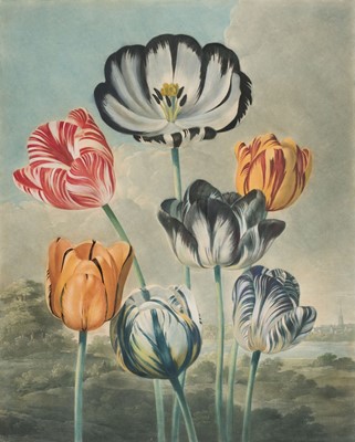 Lot 305 - Thornton (Robert John, 1768-1837). [Tulips, 1798 or slightly late]