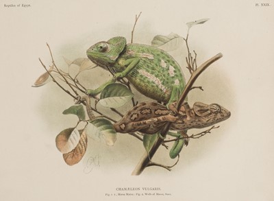Lot 85 - Anderson (J. & G. A. Boulenger). Zoology of Egypt, 1898-1907