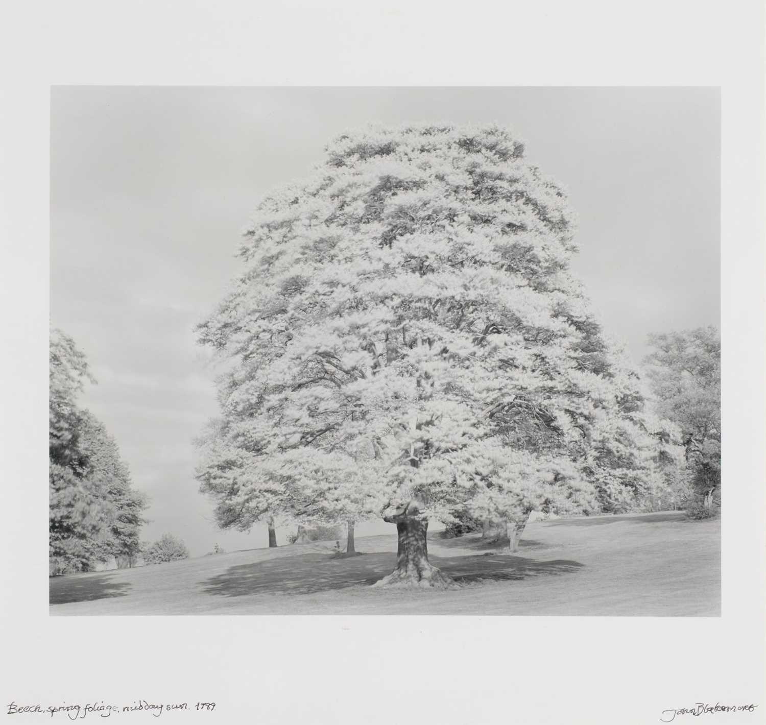 Lot 7 - Blakemore (John, 1936-2025). Birch...,1978 and Beech..., 1989, gelatin silver prints