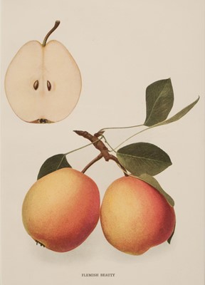 Lot 217 - Botany. A Collection of approximately 130 prints, late 19th & early 20th century