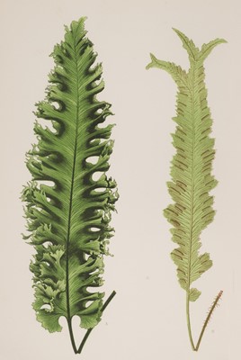 Lot 261 - Ferns. A collection of approximately 105 prints, late 19th & early 20th century