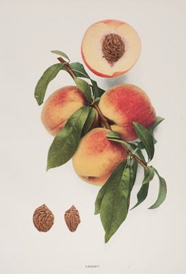 Lot 245 - Botany. A collection of approximately 140 prints, mostly early 20th century