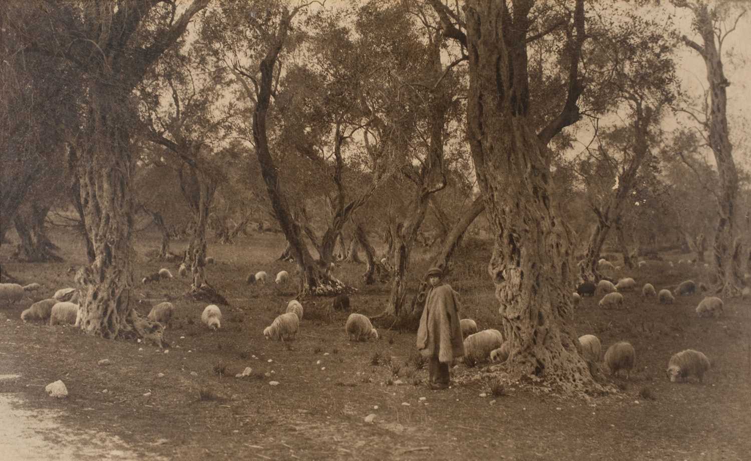 Lot 9 - Boissonnas (Frédéric, attributed to). Shepherd boy with his sheep in an olive grove, c. 1910