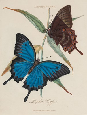 Lot 89 - Donovan (Edward). Natural History of the Insects of India, 1st edition, 1800