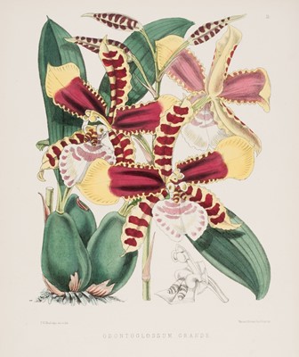 Lot 96 - Jennings (Samuel). Orchids and how to grow them in India, 1875