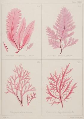 Lot 90 - Gatty (Mrs Alfred). British Sea-Weeds, 1st edition, 1863