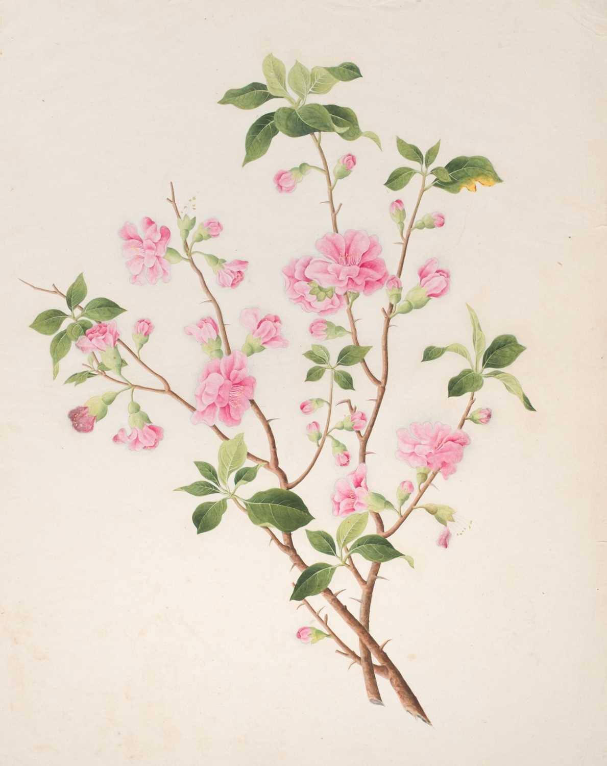 Lot 1 - Chinese Export School. An album of 25 fine large botanical studies in watercolour, circa 1830-40