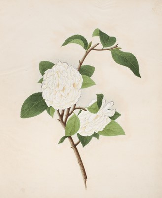 Lot 1 - Chinese Export School. An album of 25 fine large botanical studies in watercolour, circa 1830-40