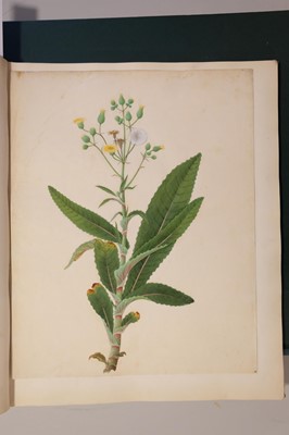 Lot 1 - Chinese Export School. An album of 25 fine large botanical studies in watercolour, circa 1830-40