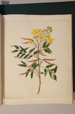 Lot 1 - Chinese Export School. An album of 25 fine large botanical studies in watercolour, circa 1830-40
