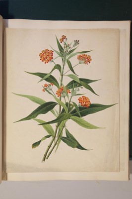 Lot 1 - Chinese Export School. An album of 25 fine large botanical studies in watercolour, circa 1830-40