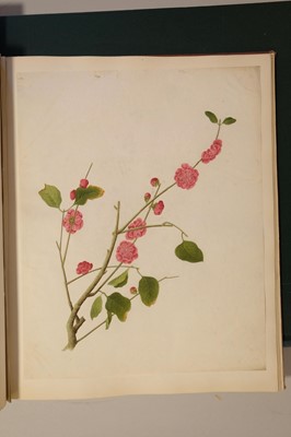 Lot 1 - Chinese Export School. An album of 25 fine large botanical studies in watercolour, circa 1830-40