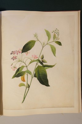 Lot 1 - Chinese Export School. An album of 25 fine large botanical studies in watercolour, circa 1830-40
